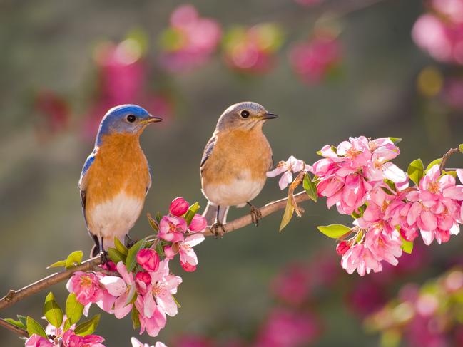 Eastern Bluebird Couple, male and female, perching on flowering spring branch