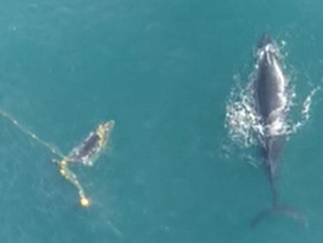 A humpback whale calf entangled in shark net. Picture: Damian Coulter