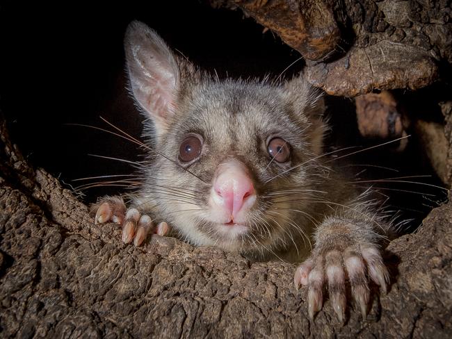 A possum in Flagstaff Gardens. Picture: Jason Edwards