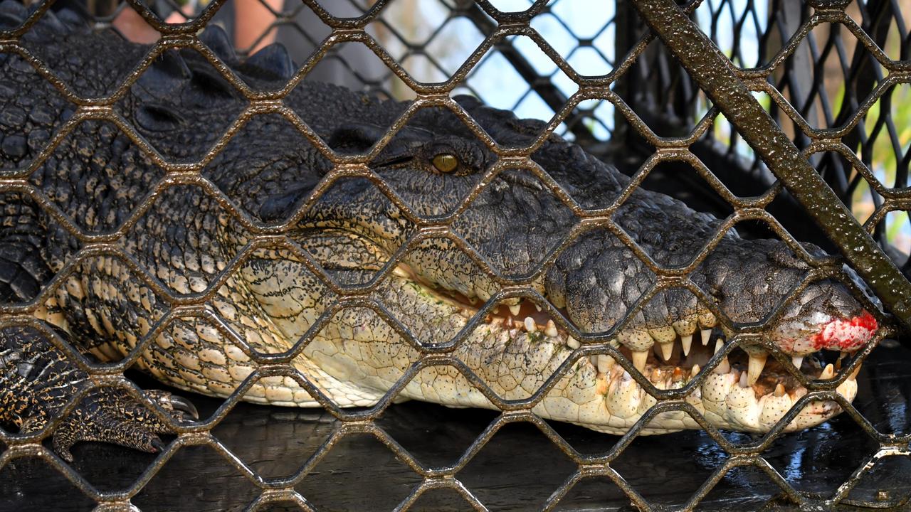 Blackie in his cage on Saturday morning. Picture: Cameron Bates