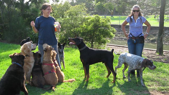 Dog sales walker extraordinaire