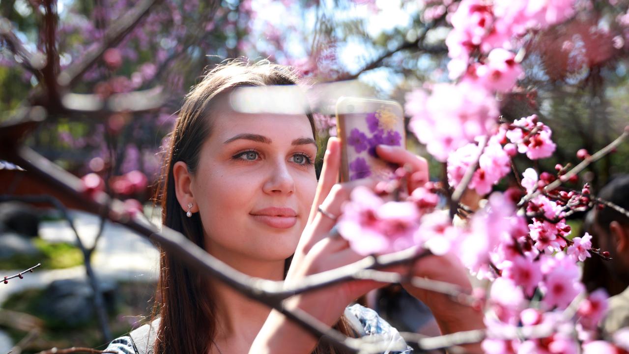 21 year old Fiona Piosinski from Germany takes a photo of the cherry blossoms at the Cherry Blossom Festival in Auburn. (AAP IMAGE / Angelo Velardo)