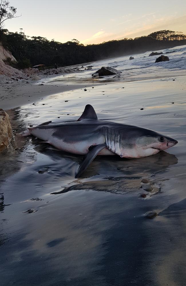 Marine authorities are investigating the death of the shark. Picture: Olivia Chopping