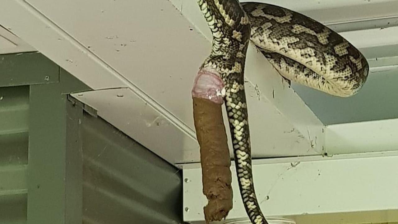 Sunshine Coast Snake Catchers release shocking photo of python pooping ...