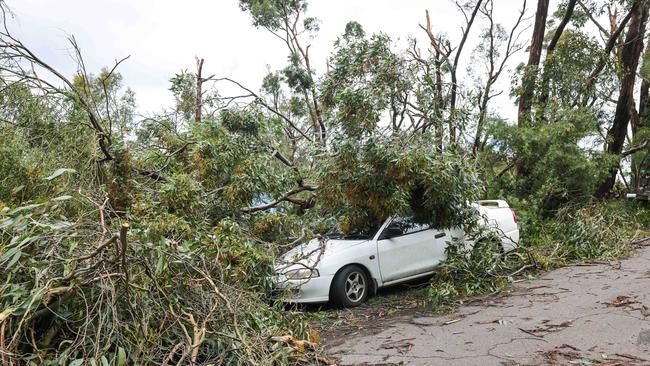 A car on Hadleigh Rise, with a fallen tree still on it. Picture: Brenton Edwards