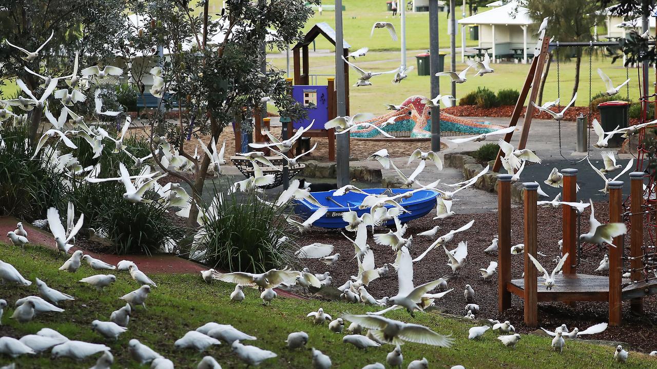 Corellas have swamped the playground at Bronte. Picture: John Grainger