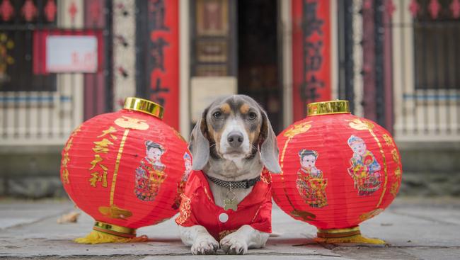 Schwanzie the sausage dog must be pleased that 2018 is the Year of the Dog. Photo: Jason Edwards