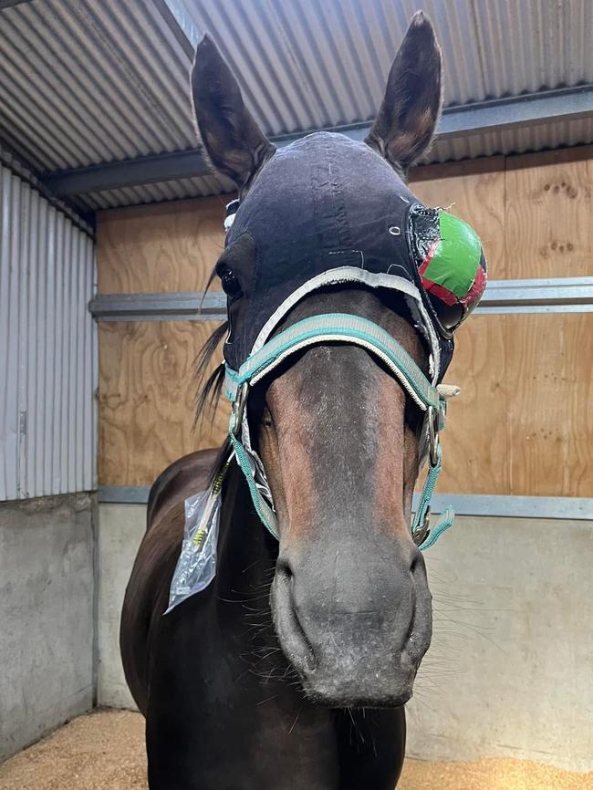 The rescued horse suffered from a severe eye ulcer. Picture: Facebook