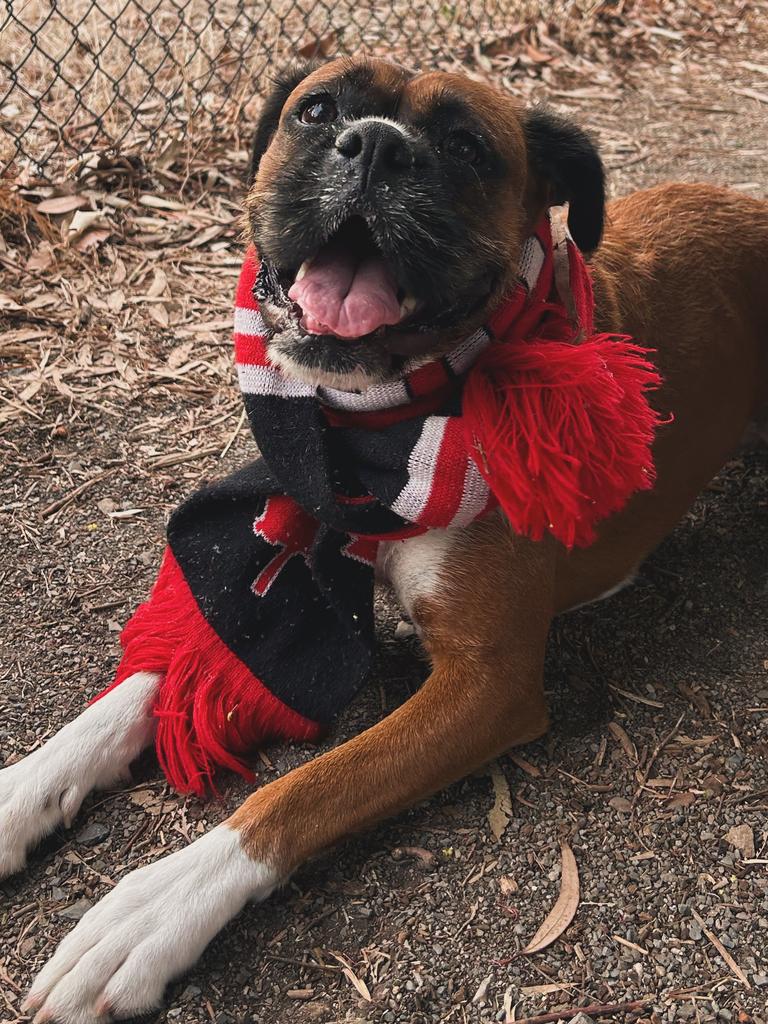 Is the Saints scarf too much? No, no and no. Picture: Matt Welch