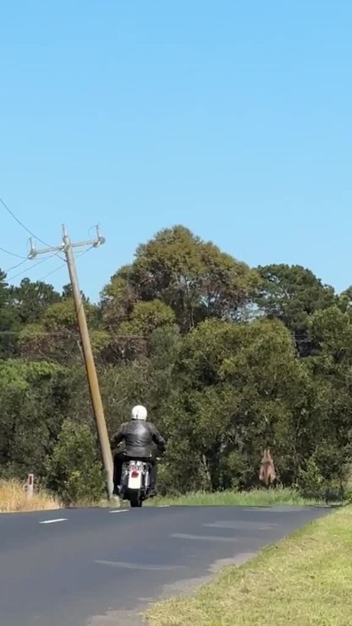 Kangaroo gets escorted off the road by Harley