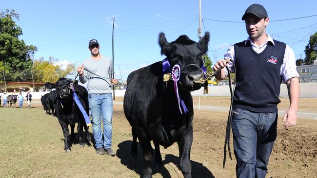 Phillip Hughes with his cow 'Island Vicki', which took out a champion ribbon while at the 146th annual Grafton Show. Picture: Debrah Novak/The Daily Examiner