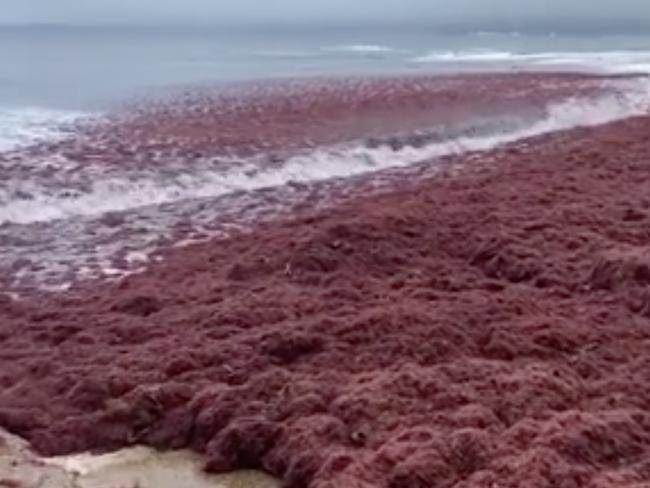 Famous Australian beach turns blood red