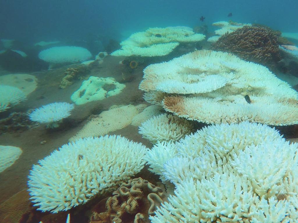 Coral bleaching on the reef off North Keppel Island. Picture: Supplied