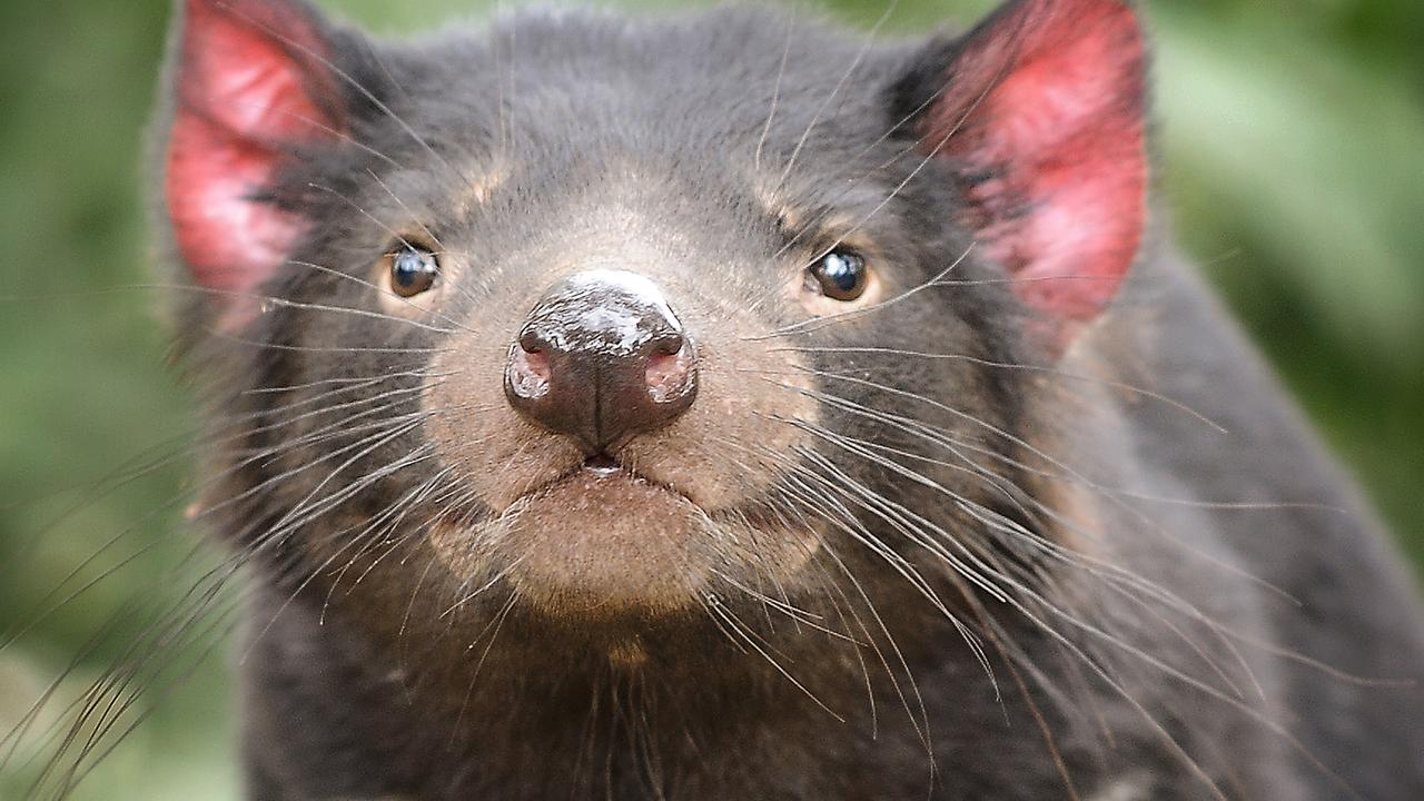 Battle over Tasmanian devils roadkill unfolds in Supreme Court | The ...