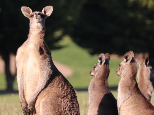 Eastern kangaroos pictured in Hidden Valley, Wallan. Generic kangaroo Picture: Grace Frost