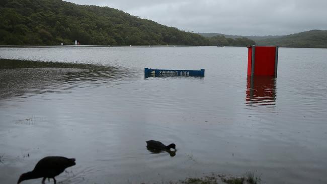 The sample was collected from Manly Dam in March last year. Picture: John Grainger