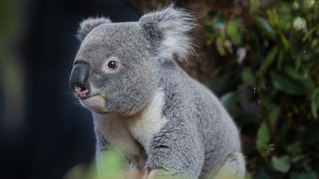 The new koala protection policy has divided NSW political parties. Picture: NCA NewsWire / Gaye Gerard