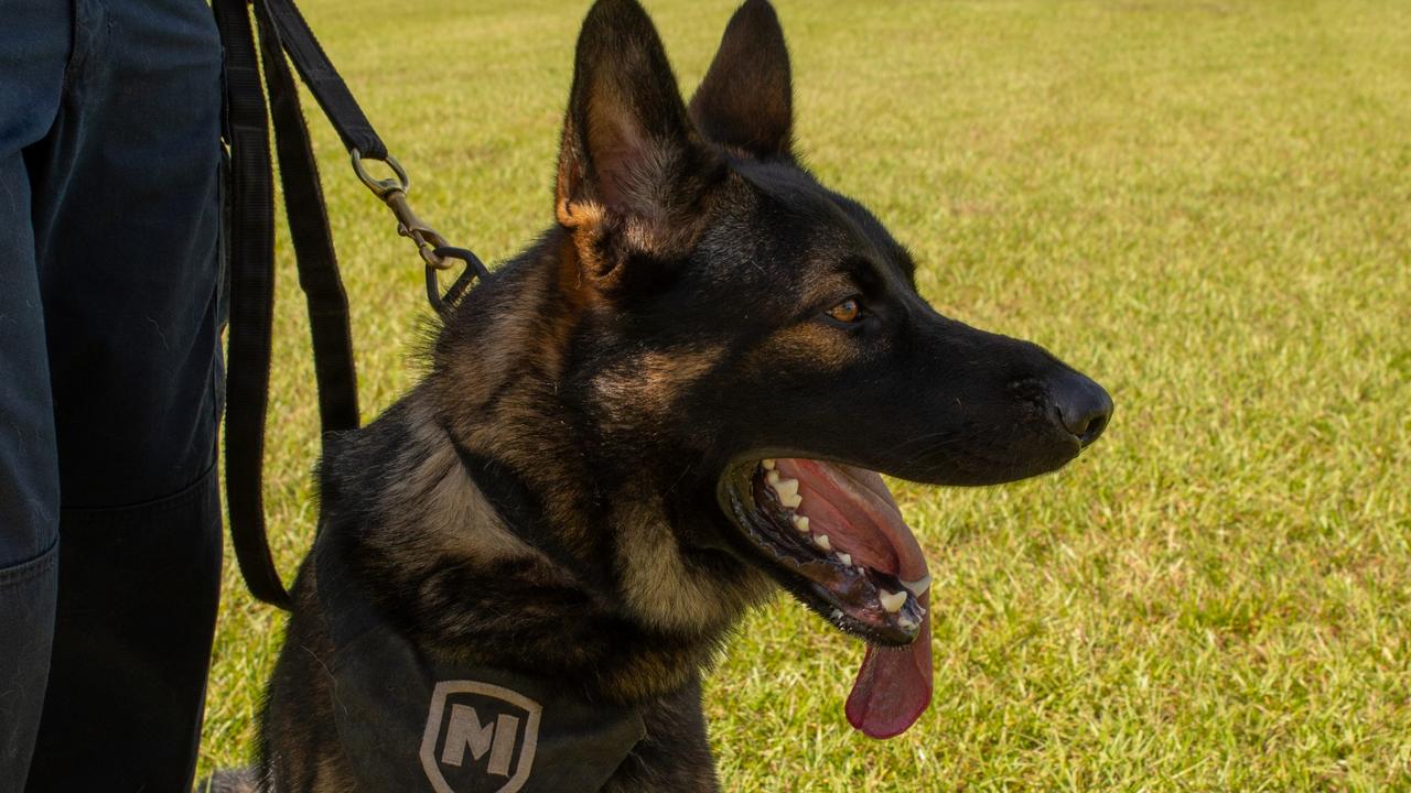 NT Police Patrol Dog Freddy sniffs out offenders in first week on the ...