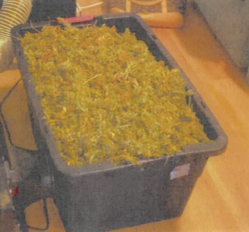 A black tub containing 5.24kg of cannabis was found at the Kings Park property. Picture: Victoria Police.