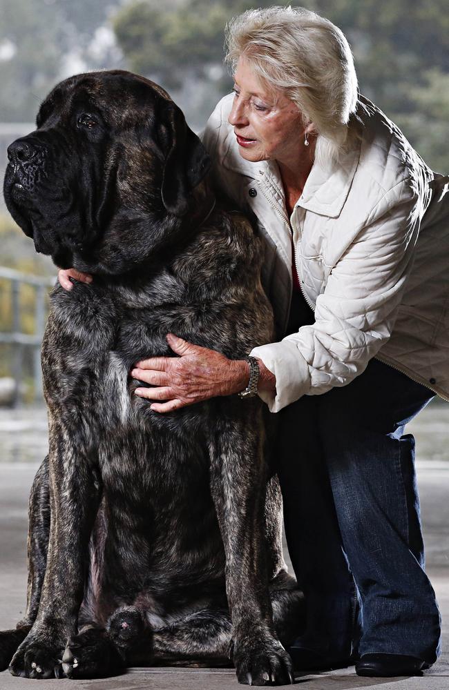 Dorothy York with Baron, a two-year-old English mastiff. Picture: Adam Yip