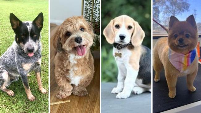 Vote now for Blacktown's cutest dogs