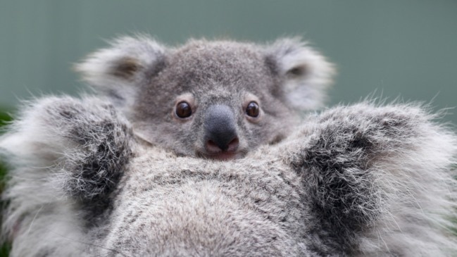 Birth Of Zoo’s 100th Koala Joey Sparks Hope For Survival Of Iconic ...