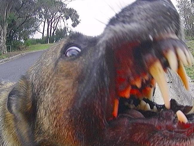 Still from footage caught by a NSW postie of an aggressive dog attacking the employee. Picture: Supplied