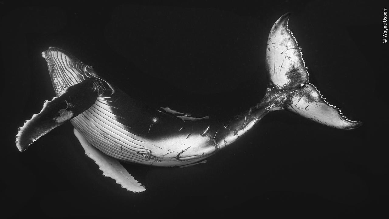 Australian photographer Wayne Osborn took this while diving in the Kingdom of Tonga. Picture: AAP/Wildlife Photographer of the Year/Natural History Museum, Wayne Osborn