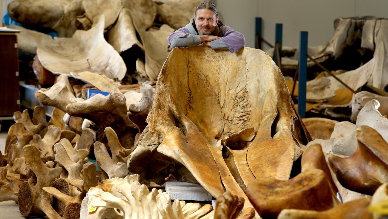 Artifact Spotlight–Whale Bone  BYU-Idaho Special Collections & Archives