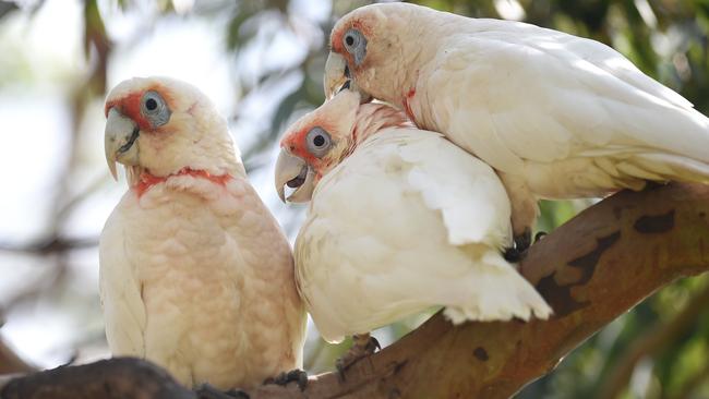 Corellas are taking over areas of Adelaide’s north.