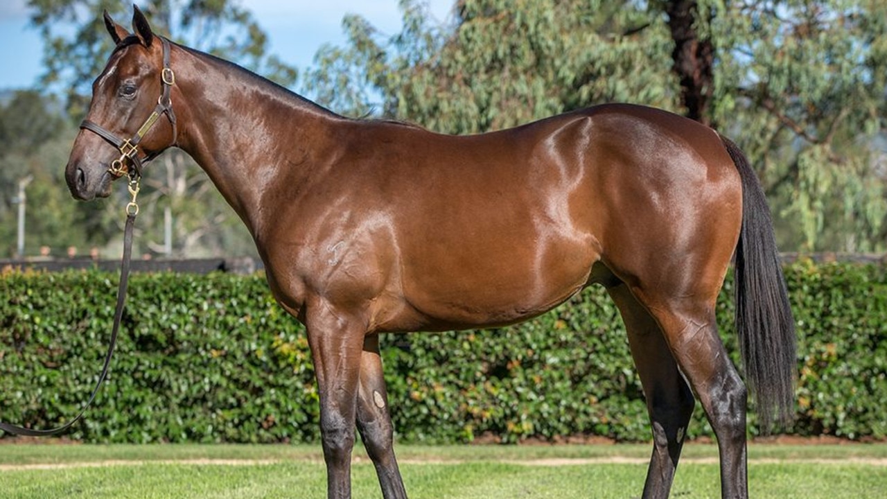 The colt named after Carlton legend Bruce Doull fetched $1.2 million at an Inglis yearling sale in 2021. Picture - Inglis