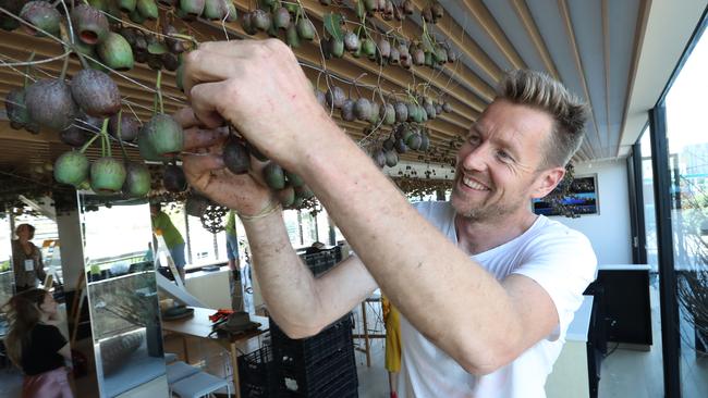 Sustainable Artist Joost Bakker adjusts the 10,000 gumnuts used to decorate the Lexus marquee. Picture: Alex Coppel