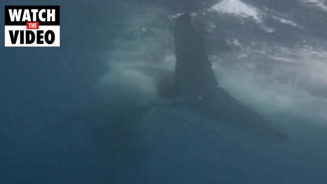 Curious whale gets close and personal with snorkeller near Townsville