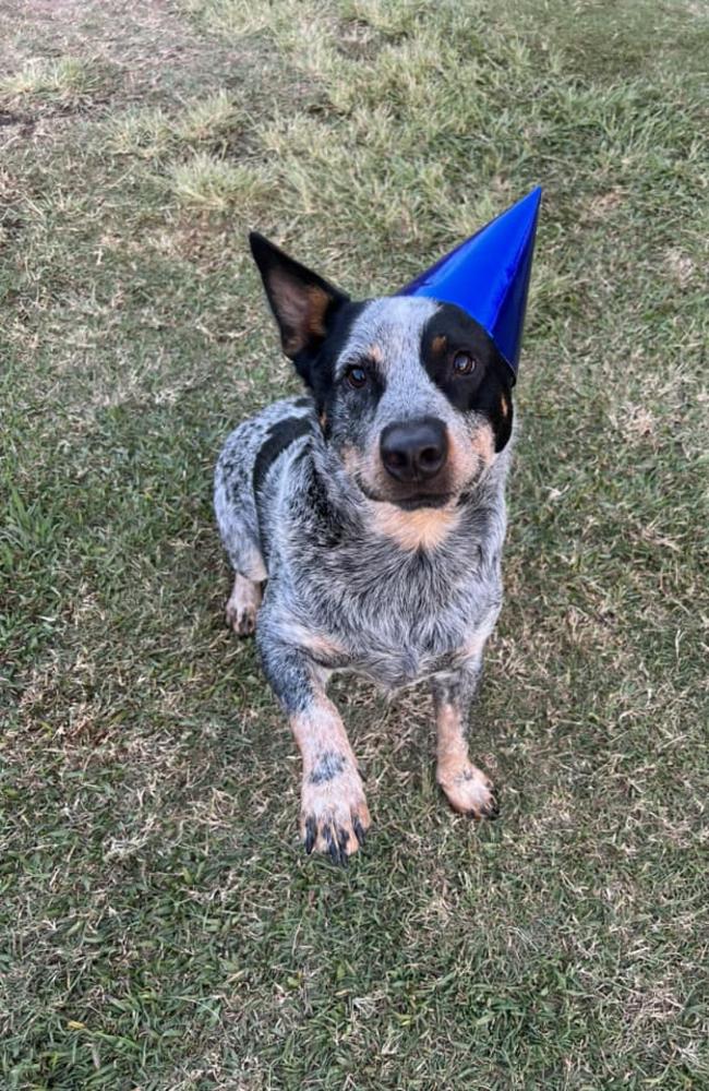 Diesel: Heidi Palfrey's 2 year old Pure-bred Blueheeler