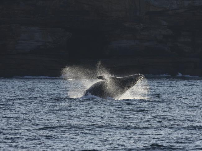 The whales probably think Diamond Bay would be better without raw sewage. Picture: Jonas Liebschner whalewatchingsydney.net