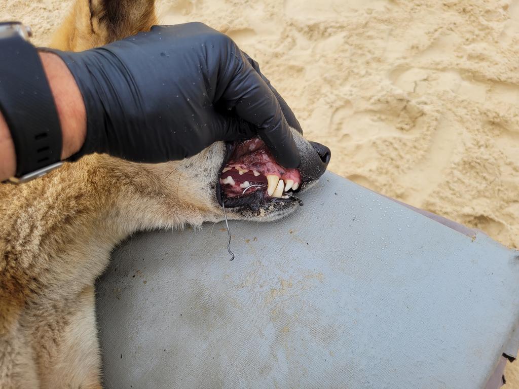 A mother dingo has been saved by rangers on K’gari after a large set of gang hooks became embedded in her mouth and foot.