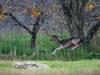 VOTE NOW: Could Tasmania have a wild deer meat market?