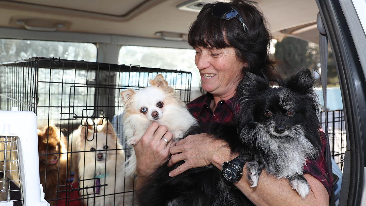 Dora Ryan, holding pomeranians Cory and Darcy, had her convictions for ill-treating an animal upheld by the Supreme Court. Picture: Dylan Coker