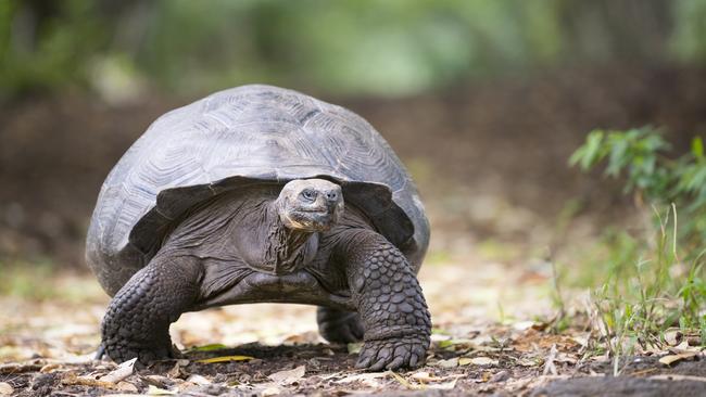 Aeschylus met his maker when he was hit on the head with a tortoise. You might well laugh, but I survived a similar incident, writes Phillip Adams.