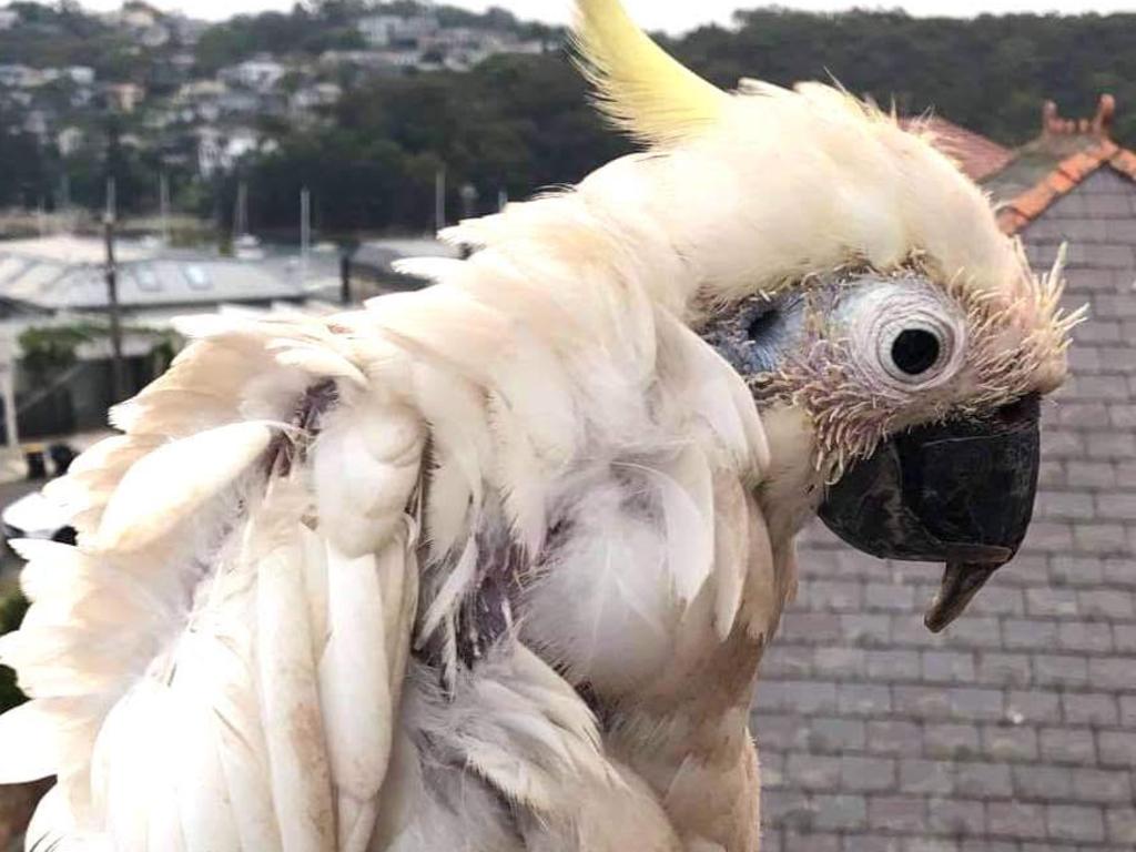 Another concerned citizen took this photo of a Cockatoo that landed at their home. Picture: Supplied (Simon Buttenshaw)