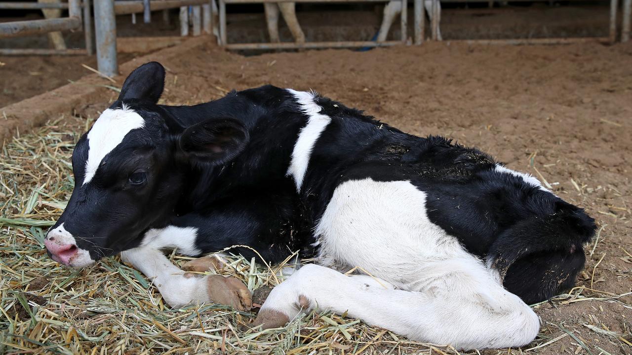 The Milk Run: Dairy industry challenges take their toll | Daily Telegraph