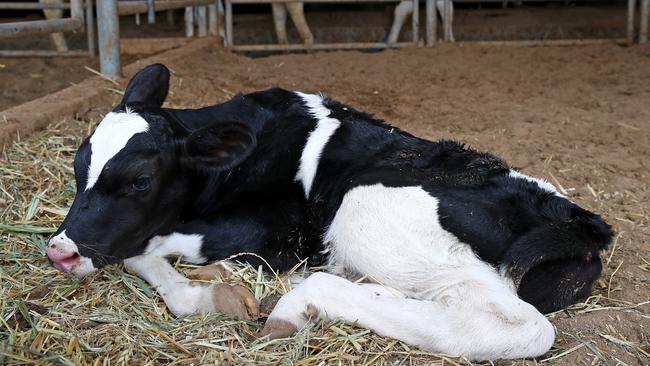 A new calf born rests before attempting to put weight on its legs at Colin Thompson’s dairy farm. Picture: Toby Zerna