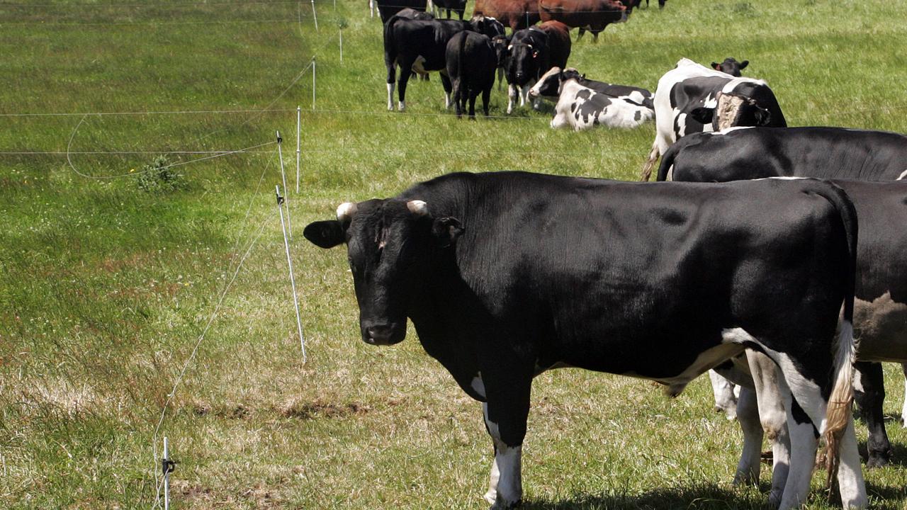 Northwest Coast property Woolnorth, the temporary cell grazing fence