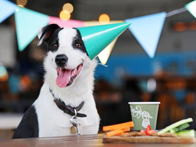 One-year-old border collie x Galadriel enjoying a birthday party at BrewDog at Murarrie. Picture: Tara Croser.