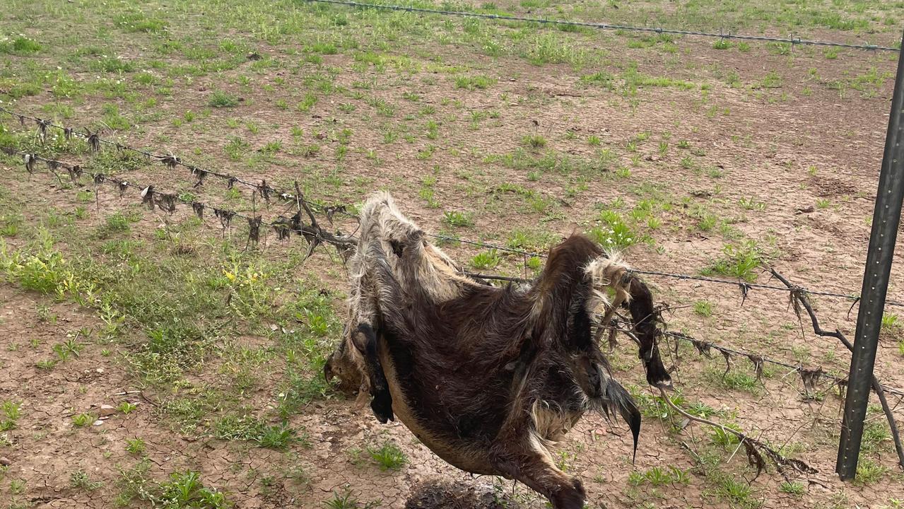 ‘Still living and breathing it’: Clean up continues for flood-stricken farmers