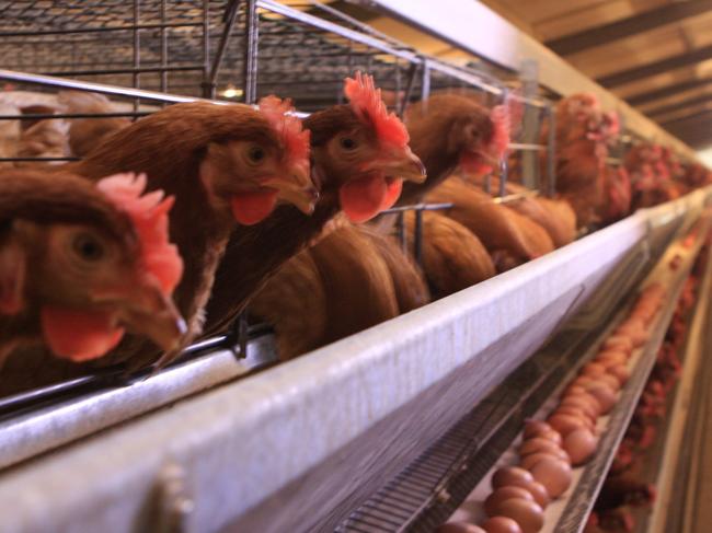 Caged eggs production. Picture: Australian Eggs