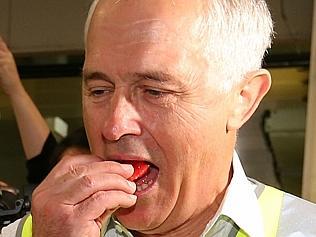 Malcolm Turnbull Brisbane