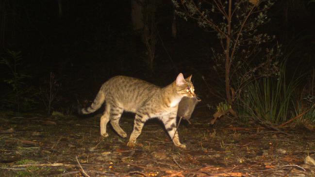 A cat curfew is coming to Greater Dandenong, meaning these sorts of night-time activities will happen far less Picture: supplied