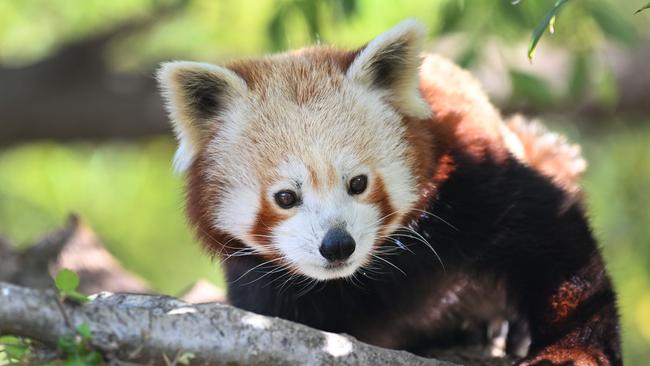 Question 23: A red panda. Picture: Keryn Stevens