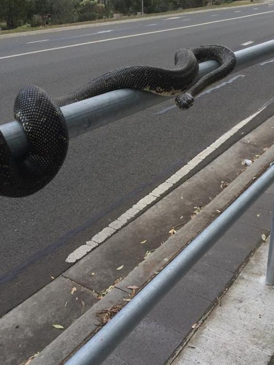 A snake found on Mt Annan Drive, Mount Annan.